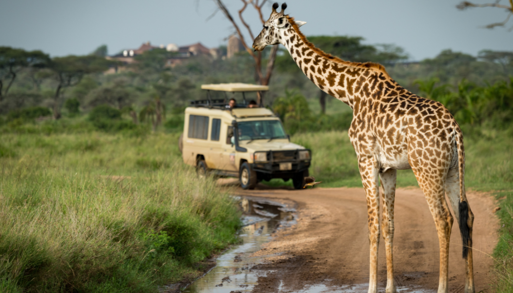 Luxury Kenya safari gallery image 5
