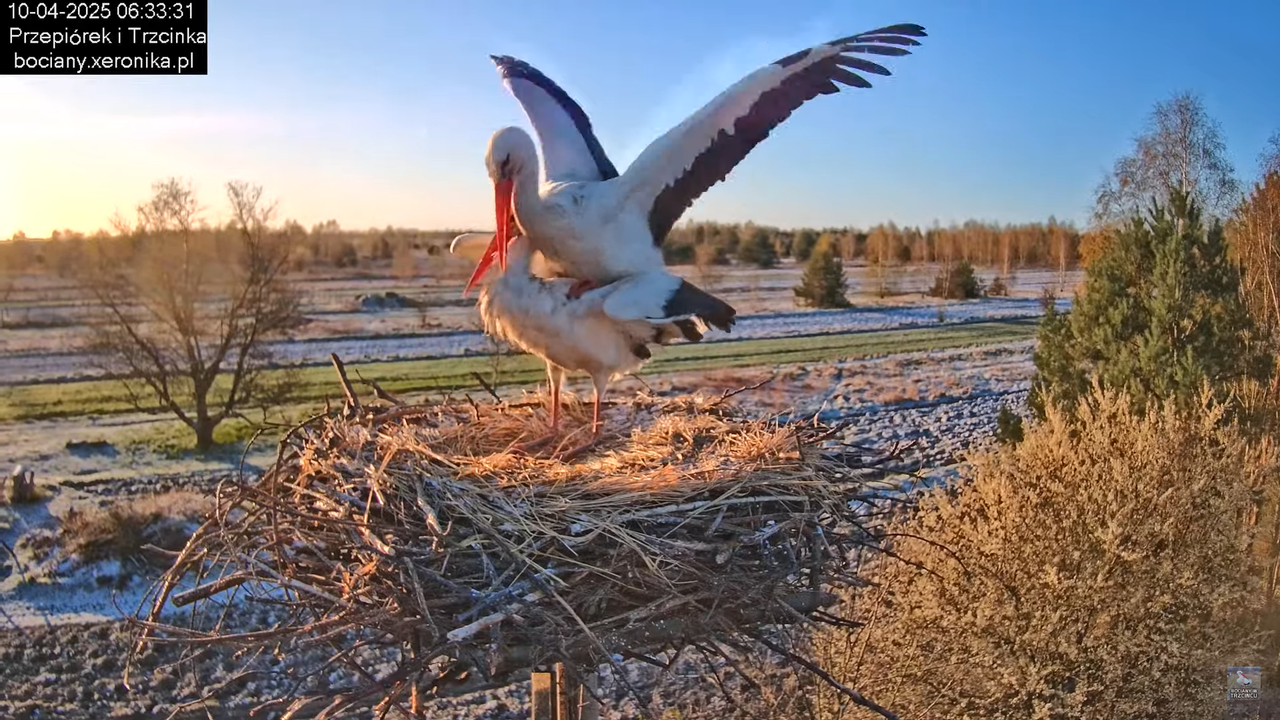 10042025bociany (19)