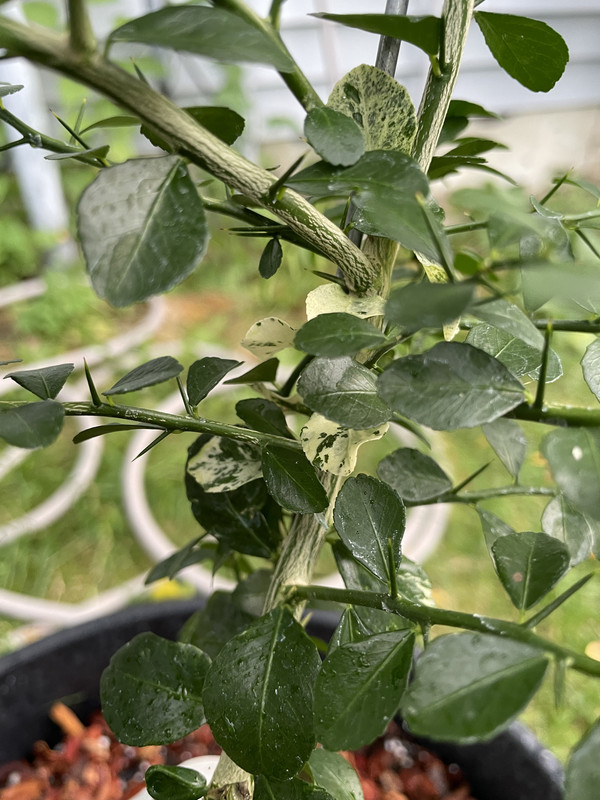 3089CD1C-9FF6-45B0-8D66-5929342E6338