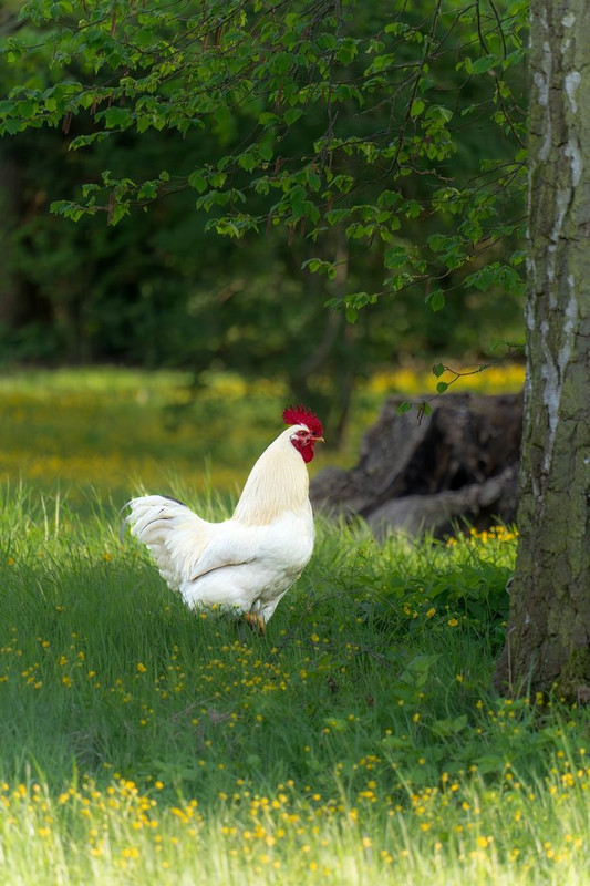 white-rooster.jpg