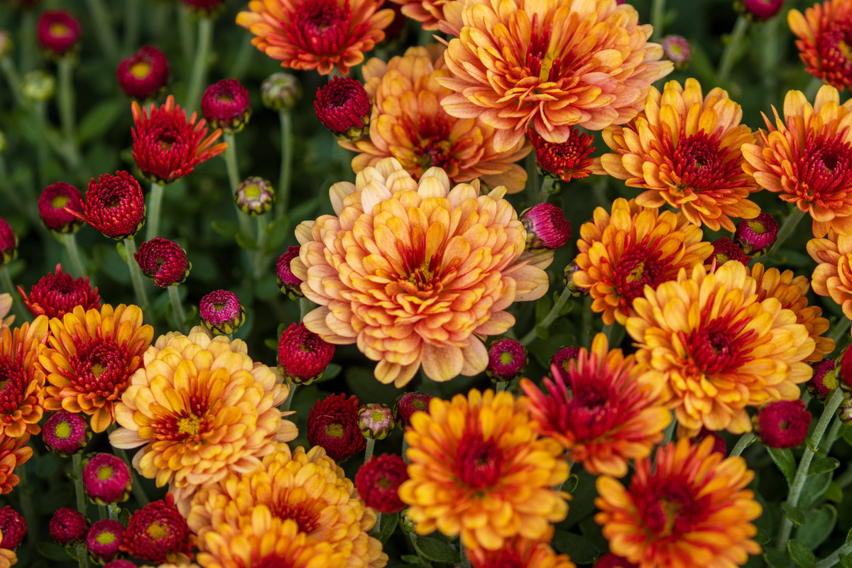 Colorful annual flowers