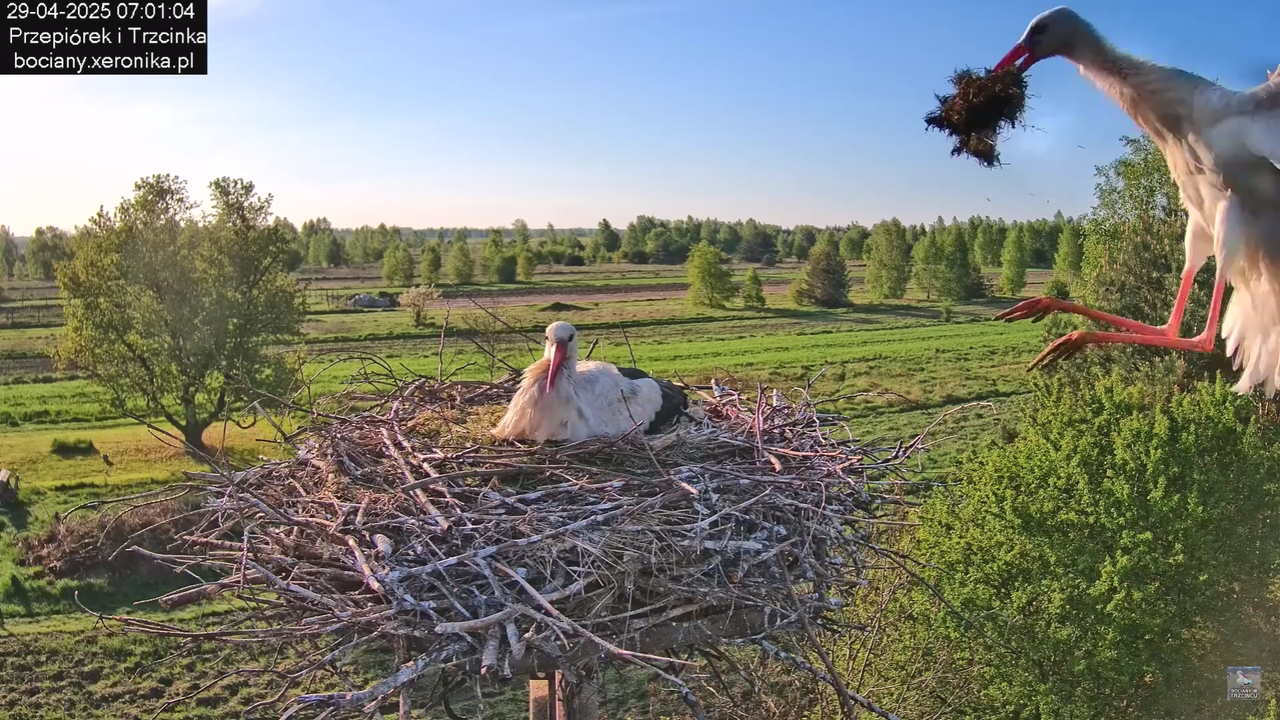 29042025bociany9