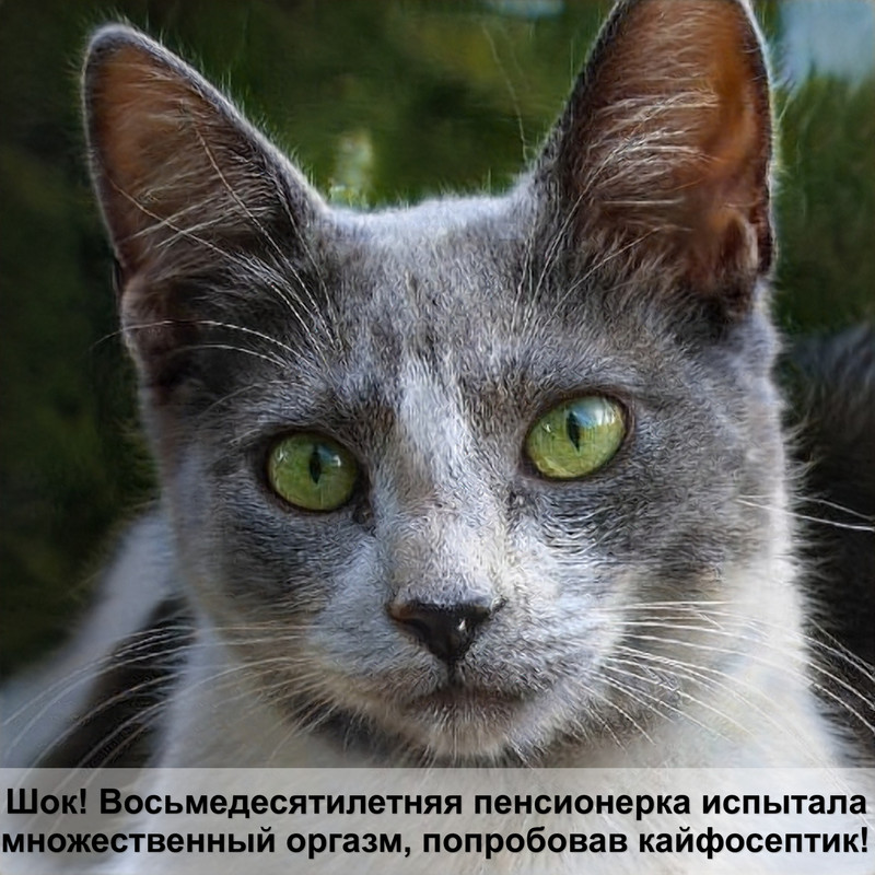 кошка без хвоста