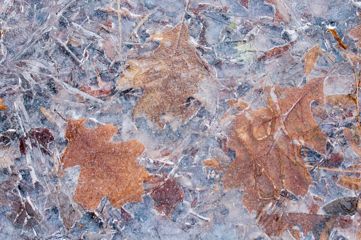 three oak leaves frozen in the surface of a pond