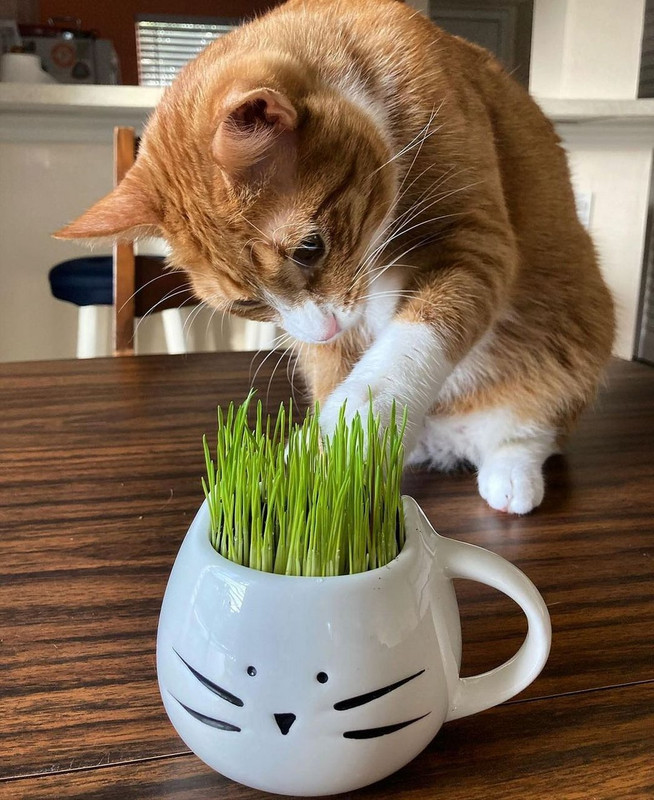 cat grass