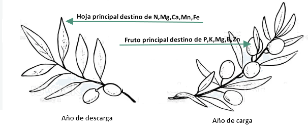 Seguimiento evolución finca secano en Santa Bárbara (Tarragona) Nutrientes-olivo