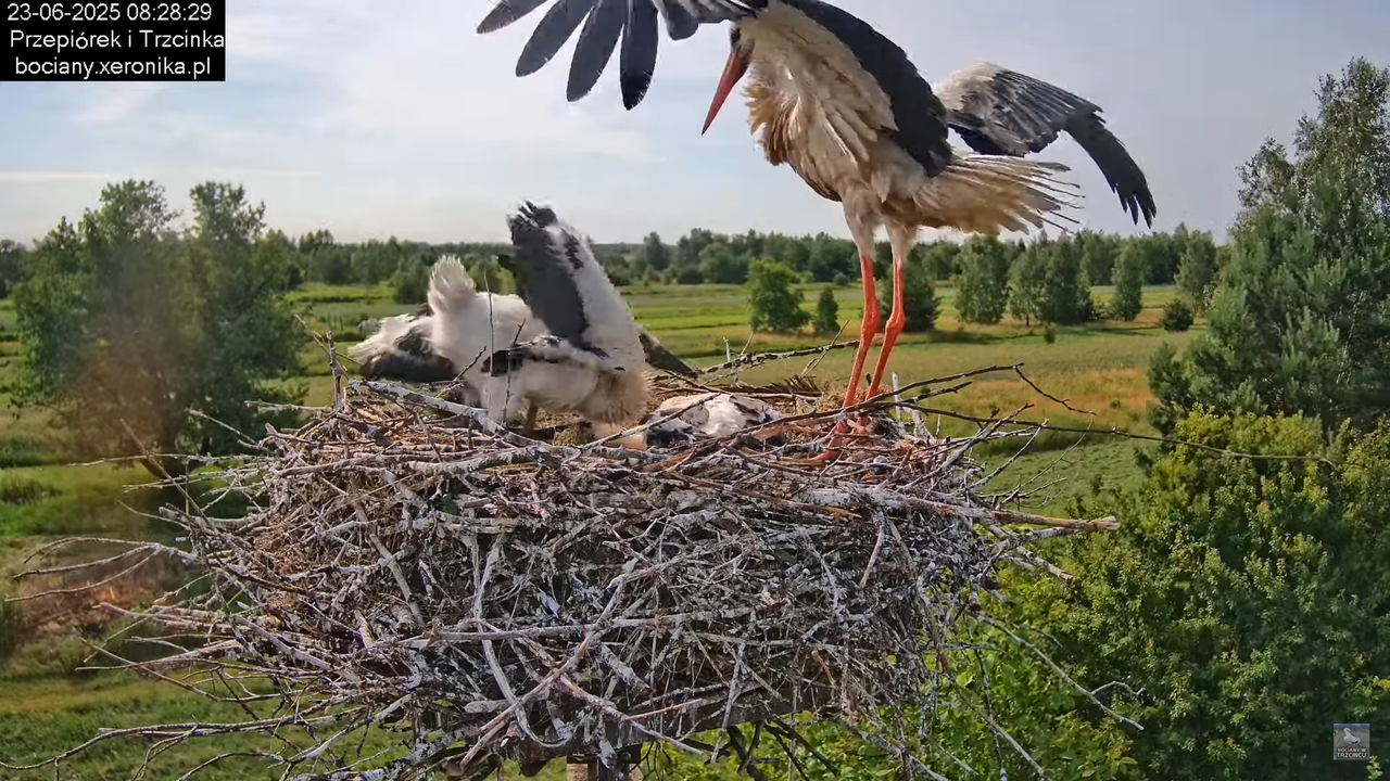 23062025bociany13