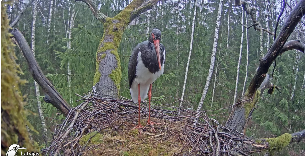 Screenshot 2024-04-03 at 09-15-38 Melnais stārķis (Ciconia nigra) Ogres novadā - LDF tiešraide