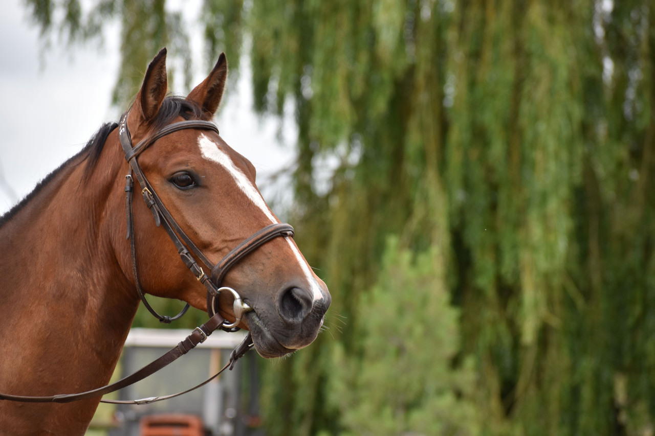 Mors, ATM et tensions posturales chez le cheval : quel lien ?