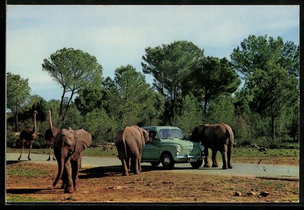 AK Auto Fiat bei einer Safari Fahrt zwischen Elefanten