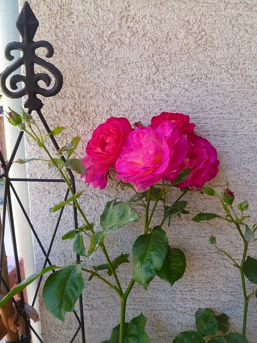 [Bild: rosensaison2021-10.jpg]