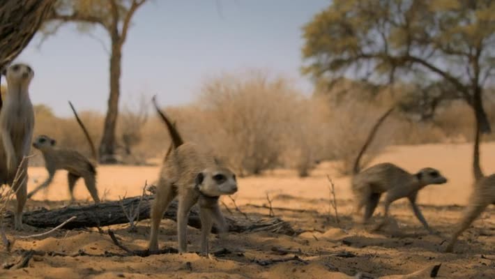 Meerkat-Manor-Rise-of-the-Dynasty-S01-E0