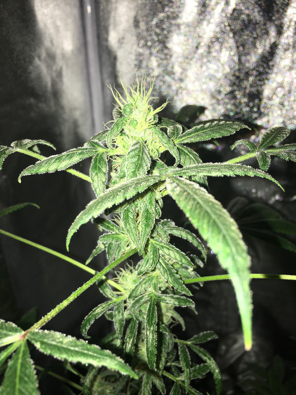 FC5374EE-EC9D-4A0E-A051-6561ED7FBDB7