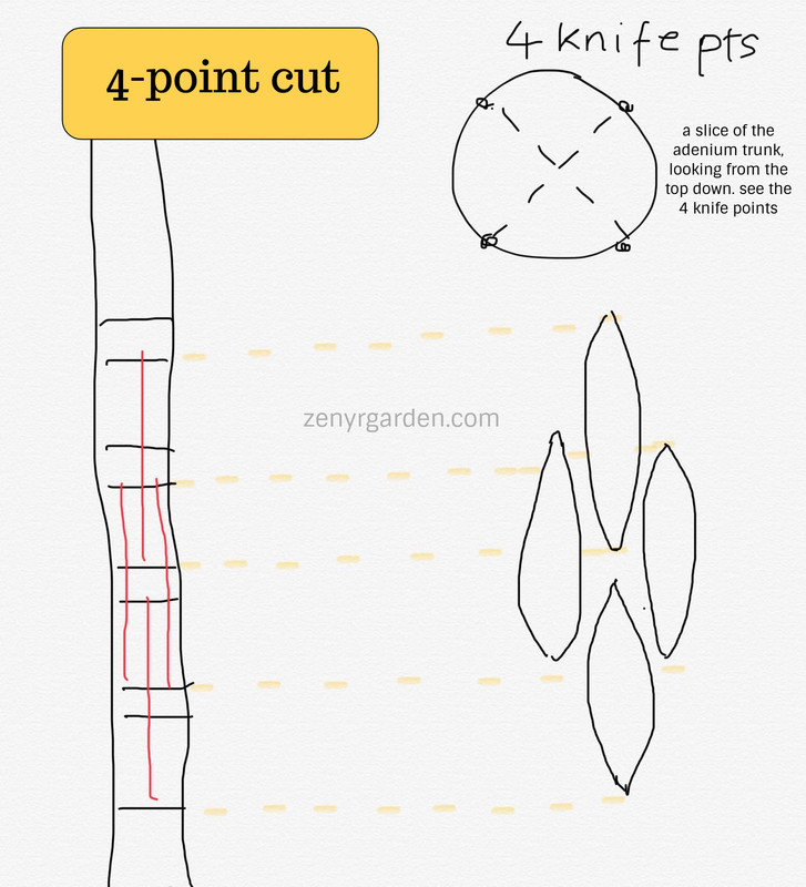 adenium-sculpture-cut.jpg