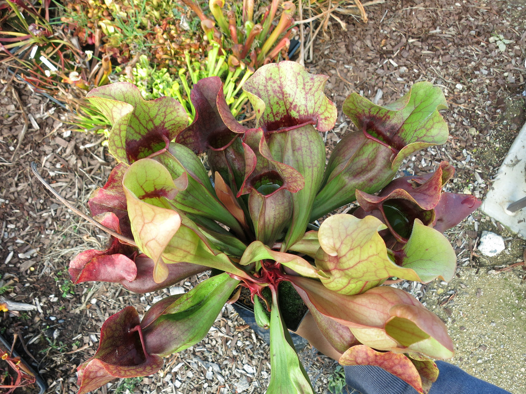 Red Throat Giant, early December 2018