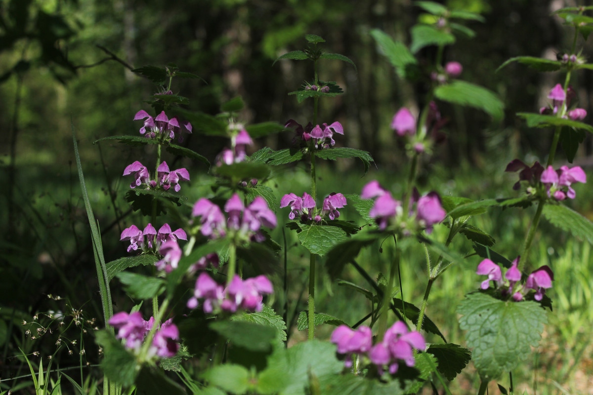 Земл 23 0502_034