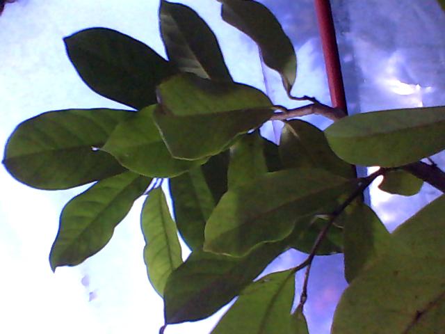 guanabana-2014-06-06-180641