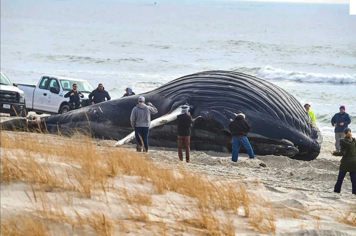 Enorme animal marino aparece muerto en una playa de Nueva York