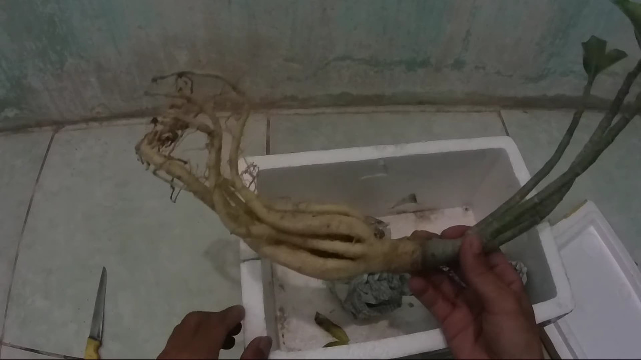 adenium-with-natural-nice-root-shape.jpg