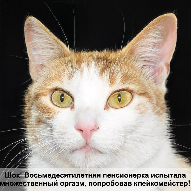 лиловый окрас шотландских кошек