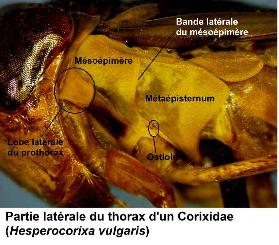 Partie-lat-rale-du-thorax-d-un-Corixidae