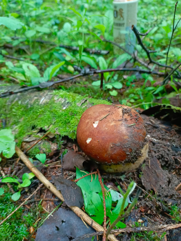 Изображение WhatsApp 2025-06-20 в 17.20.18_49c5b319