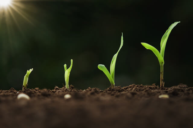 the growth cycle of grass
