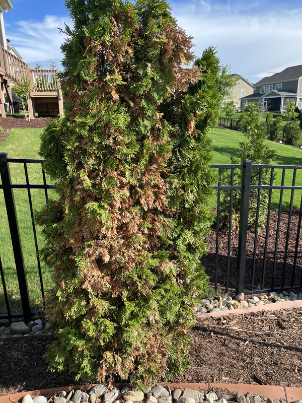 E314F8AB-229A-4D71-93F0-1D936259CEC8