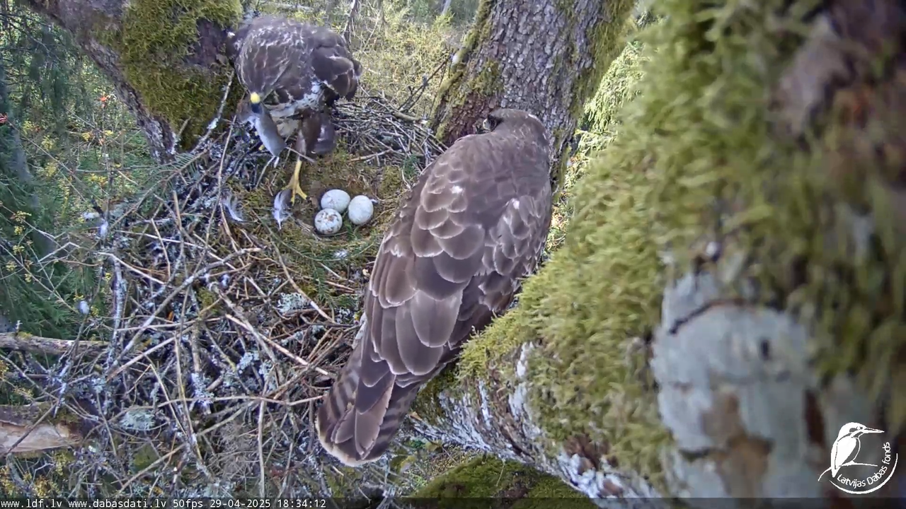Melnās klijas (Milvus migrans) Kurzemē_ peļu klijāni (Buteo buteo) 13-54-8 screenshot