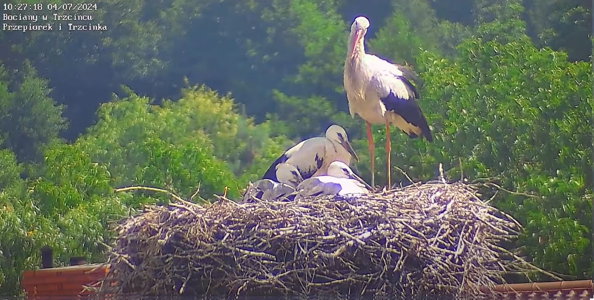 przepiorekpatrzywkamere