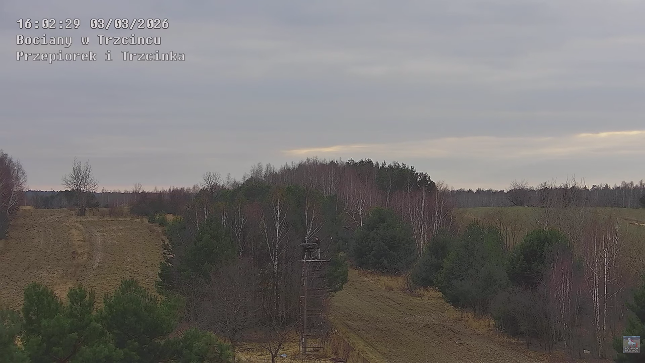 03032026 Prace przy gnieździe 8