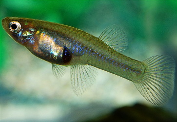 Gambusia-holbrooki.png