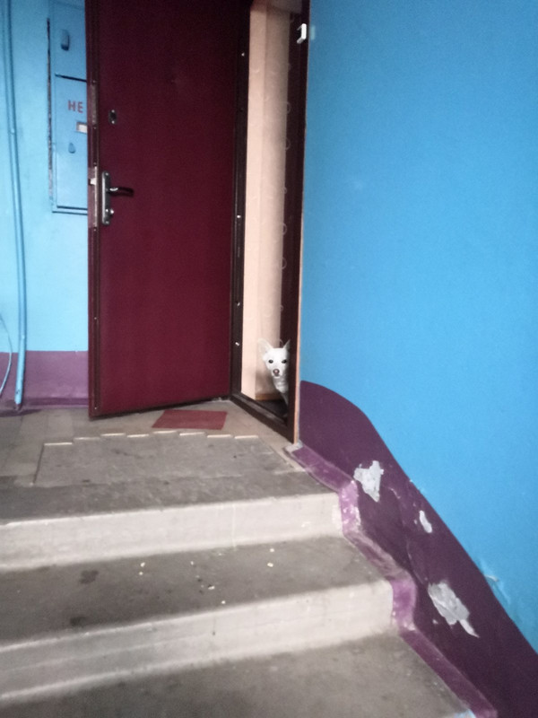 белая собачка3