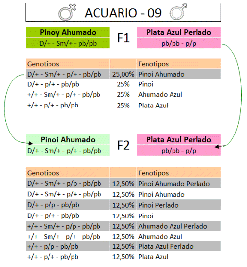 Pinoi-Ahumado_x_Plata-Azul-Perlado_zpsnu