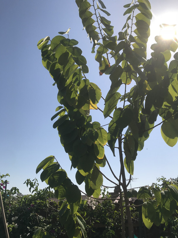 67A1128C-5176-47B4-8C2E-021266F8899D