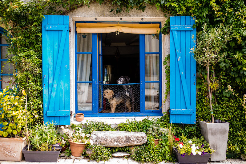 blue-shutters-dog.jpg