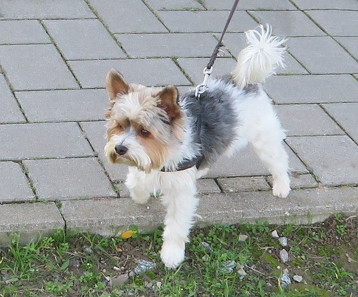 Afbeelding