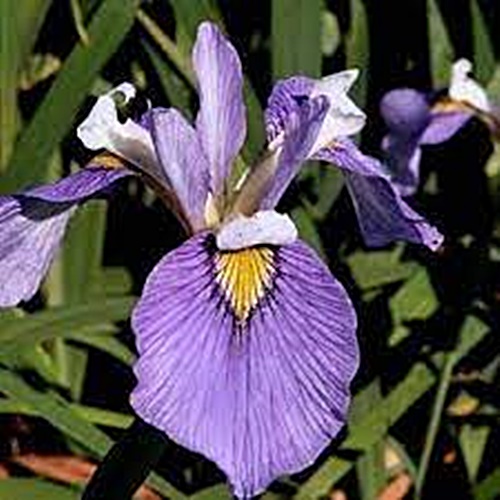 iris_blue_flag