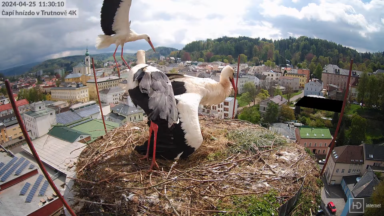 Tiešraidē no stārķa ligzdas uz alus darītavas skursteņa Trutnovā 9-30-32 screenshot