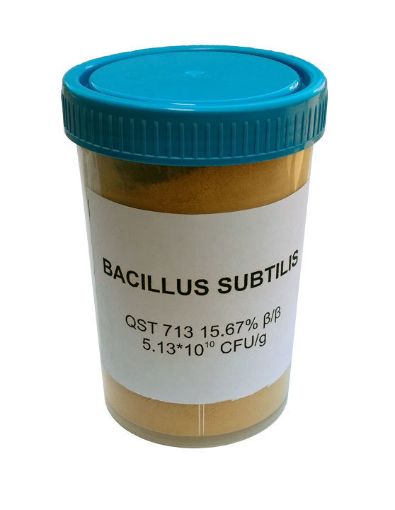 Bacillus subtilis