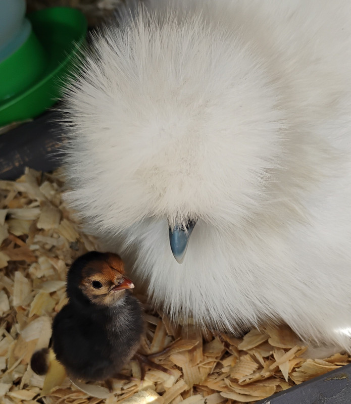 IMG 20260126 121003533 3