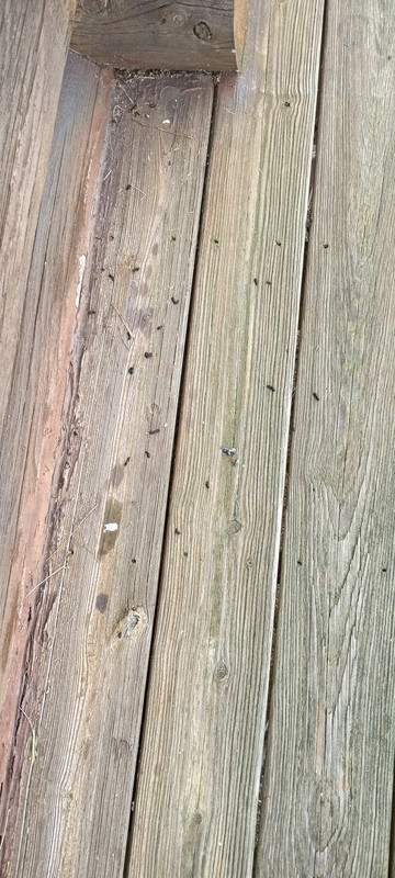 batdroppings 5:13:23