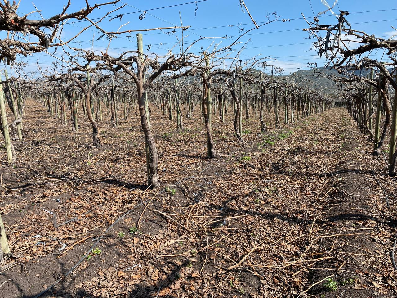 Auditoría agrícola 1