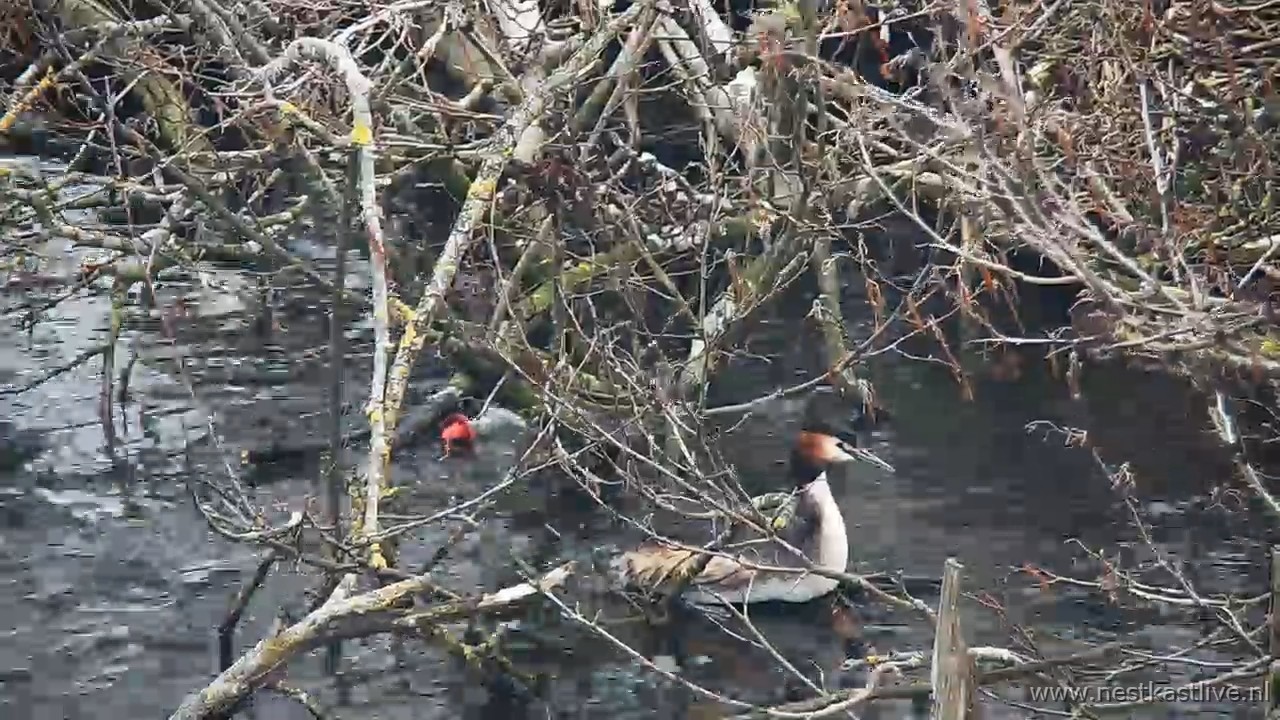 snapshot 2026 03 29T185413 128