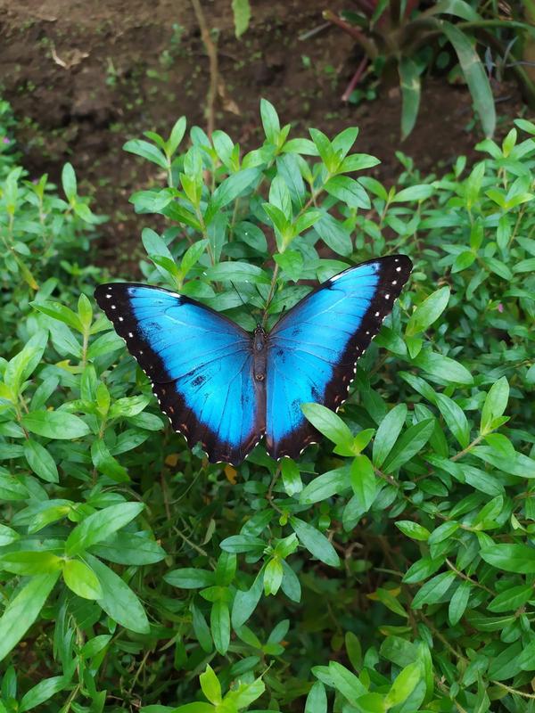 DE TORTUGAS Y PEREZOSOS. COSTA RICA 2019 - Blogs de Costa Rica - DIA 11: TIROLINAS EN MONTEVERDE Y TOUR NOCTURNO POR LA SELVA (43)