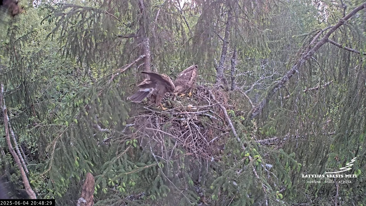 LVM mazais ērglis Lisiņa, egle2 – Lesser Spotted Eagle 14-57-7 screenshot