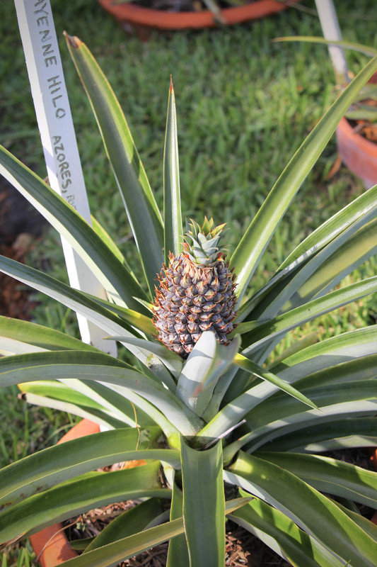 BD4B6743-5386-43CA-B936-EDA9C7C212A0_1_201_a