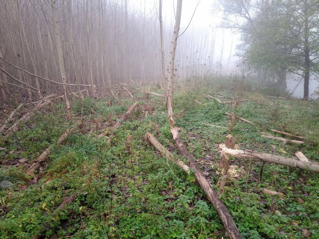 IMG_20241025_095054_584