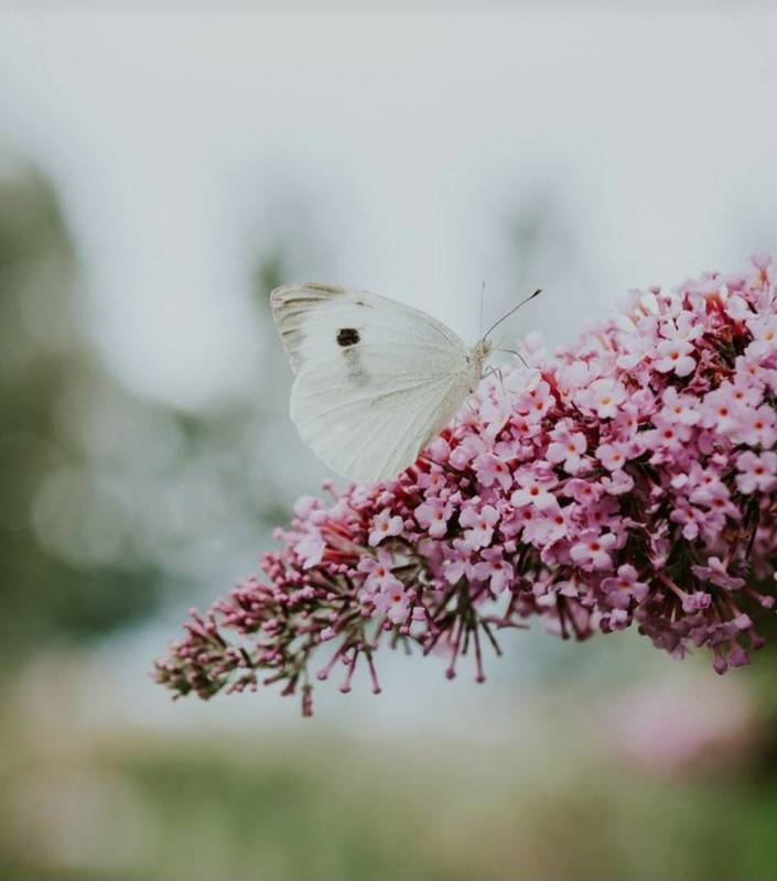 Screenshot_20240514_203734_Pinterest