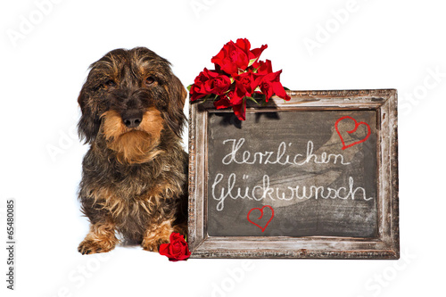 [Image: Anniversaire-teckel-19.jpg]